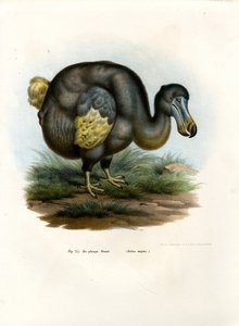Dodo, 1864 alkotó: German School