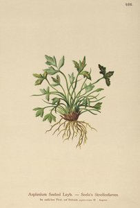 Dolomit lépfű (Asplenium Seelosii) alkotó: German School