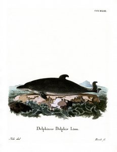 Delfin (színes metszet) alkotó: German School