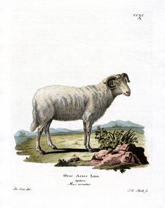 Házi juh (színes metszet) alkotó: German School