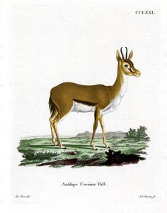 Dorcas Gazelle (színes metszet) alkotó: German School