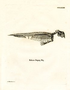 Dugong csontváz (színes metszet) alkotó: German School