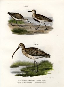 Dunlin, 1864 alkotó: German School