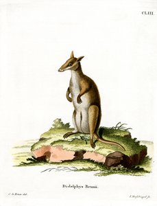 Dusky Wallaby (színes metszet) alkotó: German School