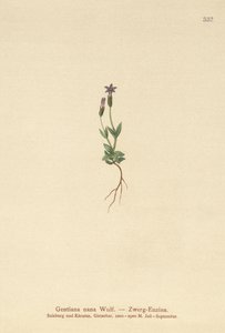 Törpe encián (Gentiana nana, Gentianella nana) alkotó: German School