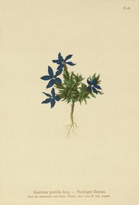 Törpe encián (Gentiana pumila) alkotó: German School