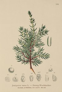 Törpeboróka (Juniperus nana, Juniperus communis subsp. nana, Juniperus communis var. saxatilis) alkotó: German School