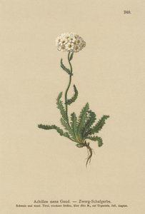 Törpe Milfoil alkotó: German School