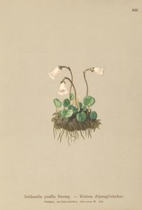 Törpe hóharang (Soldanella pusilla, Soldanella alpicola) alkotó: German School