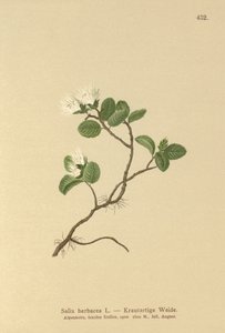 Törpefűz (Salix herbacea) alkotó: German School