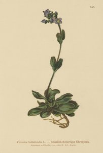 Törpe kék gyorskút (Veronica bellidioides) alkotó: German School