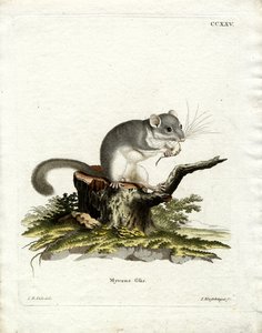Ehető Dormouse (színes metszet) alkotó: German School