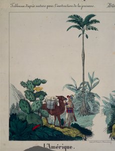 Oktatási poszter Dél-Amerika növény- és állatvilágával, bal oldalon, F. Wentzel, Weissenburg, 1840 (lásd még: 379942)