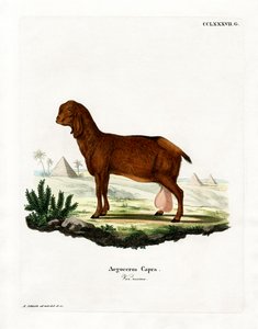 Egyiptomi kecske (színes metszet) alkotó: German School