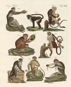 Nyolc féle guenon alkotó: German School