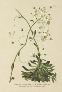 Beágyazott szaxifrage (Saxifraga crustata) alkotó: German School
