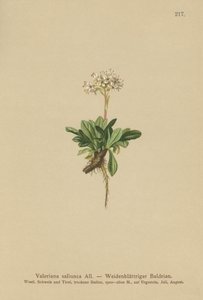 Egészlevelű Valerian alkotó: German School