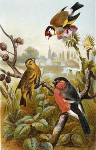 Európai Goldfinch, Icterine Greenbul és Eurasian Bullfinch, lemez a "Brehms Tierleben: Allgemeine Kunde des Tierreichs", 4. kötet, 4. o. 57, kiadja a Bibliographisches Institut alkotó: German School