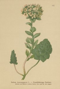 Örökzöld orpine (Sedum Anacampseros, Hylotelephium anacamseros) alkotó: German School