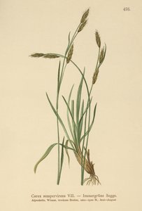 Örökzöld sás (Carex sempervirens) alkotó: German School