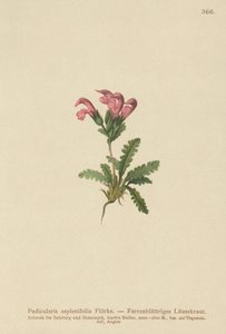 Páfránylevelű tetű (Pedicularis asplenifolia) alkotó: German School
