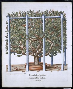 Ficus Indica Eystten a Hortus Eystettensistől, Basil Besler (1561-1629) pub. 1613 (kézzel színezett metszet) alkotó: German School