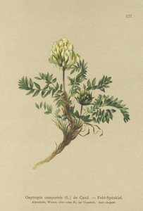 Field Locoweed (Oxytropis campestris) alkotó: German School