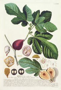 ábra, metszett Johann Jakob Haid (1704-67) 73. tábla botanikai könyvből, kocsma. írta Augustus Vind alkotó: German School