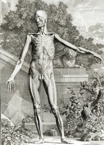 Lenyírt test, Bernard Siegfried Albinus (1697-1770) A csontváz és az emberi test izmai táblázataiból, 1747 alkotó: German School