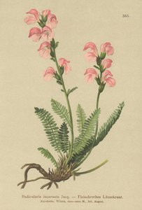 Hús rózsaszín tetű (Pedicularis incarnata) alkotó: German School