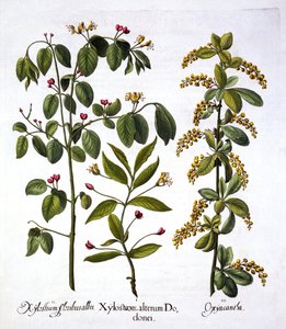 Lánc és galagonya, a Hortus Eystettensisből, Basil Besler (1561-1629), pub. 1613 (kézzel színezett metszet) alkotó: German School