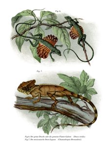 Repülő gyík (színes litó) alkotó: German School