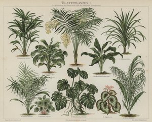 Lombozatú növények (színes litho) alkotó: German School