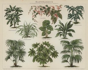 Lombozatú növények (színes litho) alkotó: German School