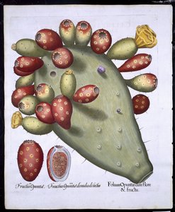 Folium Opuntia a Hortus Eystettensistől, Basil Besler (1561-1629) pub. 1613 (kézzel színezett metszet) alkotó: German School