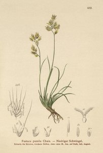 Négylevelű csenkesz (Festuca pumila, Festuca quadriflora) alkotó: German School