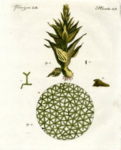 Négyféle majom alkotó: German School