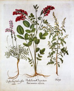 Francia lonc, közönséges sáfrány és toll muskátli Jeruzsálemi tölgy, a Hortus Eystettensistől, Basil Besler (1561-1629), pub. 1613 (kézzel színezett metszet) alkotó: German School