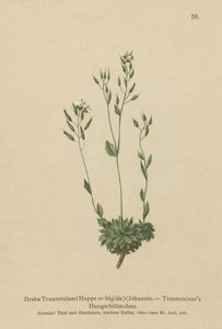 Frigid Whitlow-fű (Draba Traunsteineri, Draba frigida) alkotó: German School