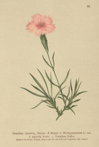 Rojtos rózsaszín (Dianthus Monspessulanus, Dianthus alpestris, Dianthus alpicola) alkotó: German School
