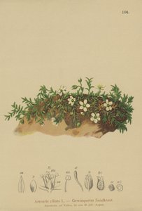 Rojtos homokfű (Arenaria ciliata) alkotó: German School