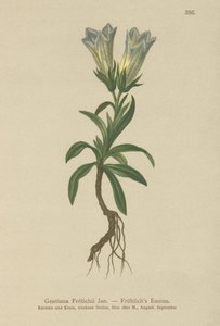 Froelichs Gentian (Gentiana Froelichii) alkotó: German School