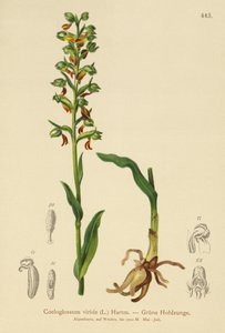 Béka orchidea (Coeloglossum viride) alkotó: German School