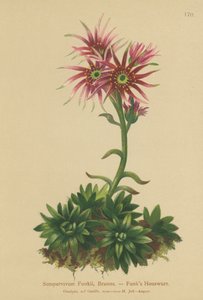 Funks Tyúk és csibék (Sempervivum Funkii) alkotó: German School