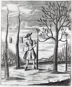 Kertészeti és növényi betegségek, illusztráció Heinrich Hesse „Neue Garten-lust” című művéből, 1696 alkotó: German School