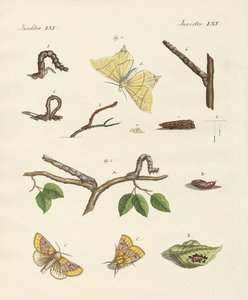 német phalaena lepkék (színes metszet) alkotó: German School