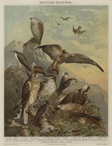 Német ragadozó madarak (színes litho) alkotó: German School