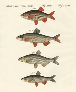 Német folyami hal alkotó: German School