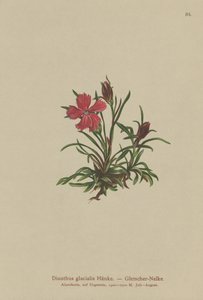 Gleccser rózsaszín (Dianthus glacialis) alkotó: German School