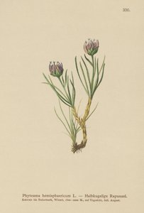 Földgömbfejű rámpó (Phyteuma hemisphaericum) alkotó: German School